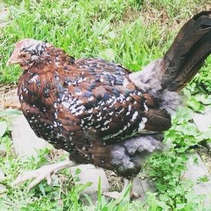 Meet your Posher, Yvonne